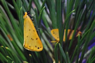 Setina irrorella irrorella