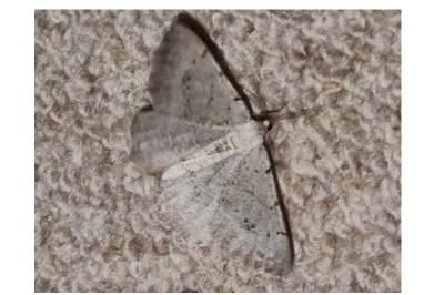 Odontognophos dumetata