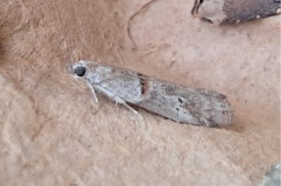 Acrobasis bithynella