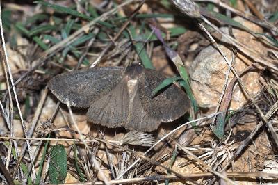 Onychora agaritharia