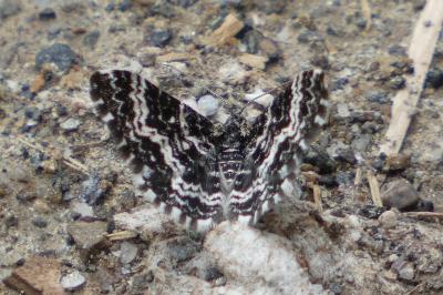Epirrhoe hastulata