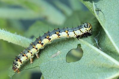 Xanthodes albago
