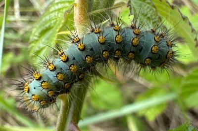 Saturnia pavoniella