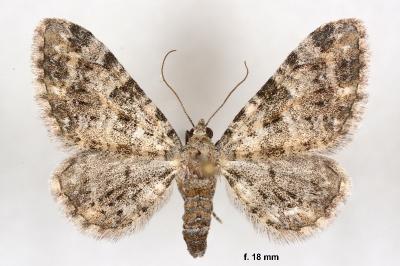 Eupithecia poecilata