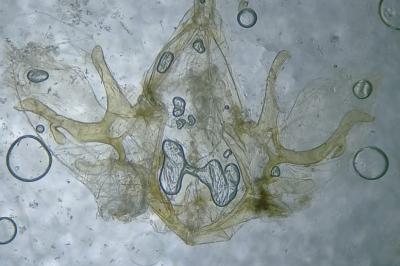 Dysgonia algira