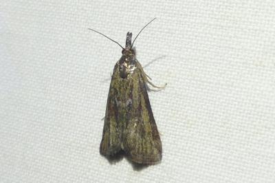 Hypochalcia lignella