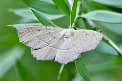 Gerinia honoraria