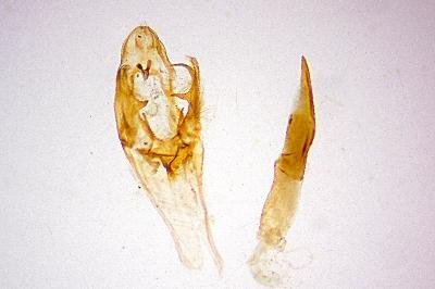 Phycita diaphana