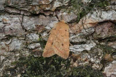 Leptologia macilenta