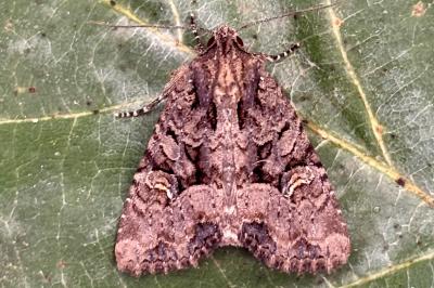 Mesapamea secalis