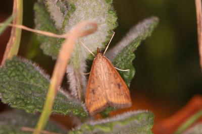 Udea ferrugalis