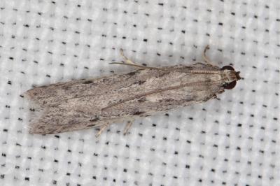 Phycitodes albatella