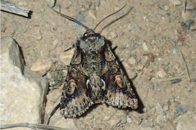 Allophyes oxyacanthae