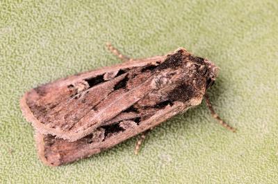 Euxoa obelisca obelisca