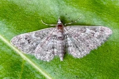 Gymnoscelis rufifasciata