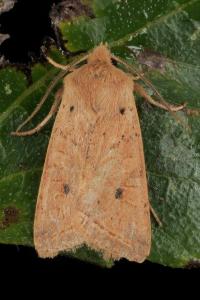 Leptologia macilenta