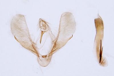 Scoparia ingratella