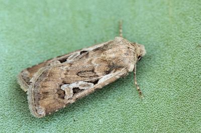 Euxoa aquilina aquilina