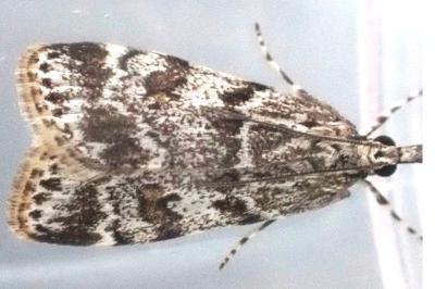 Scoparia conicella