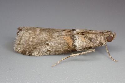 Acrobasis consociella