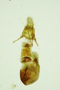 Sciota hostilis