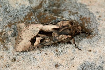 Trigonophora crassicornis
