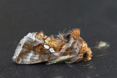 Chrysodeixis chalcites