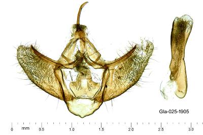 Mesotype parallelolineata
