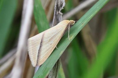 Rhodometra sacraria
