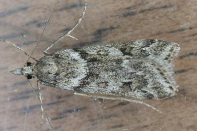 Eudonia angustea