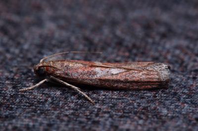 Cryptoblabes gnidiella