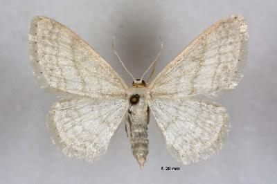 Idaea subsericeata