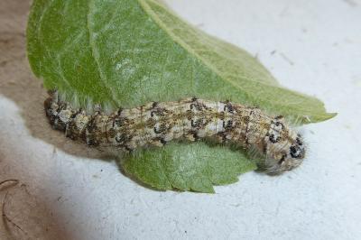 Poecilocampa populi