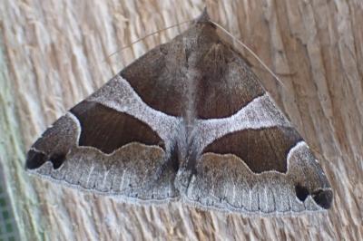 Dysgonia algira