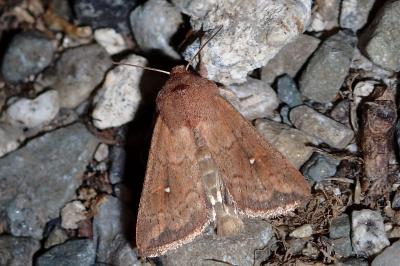 Mythimna albipuncta