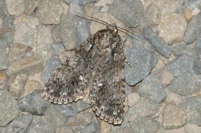 Acronicta rumicis