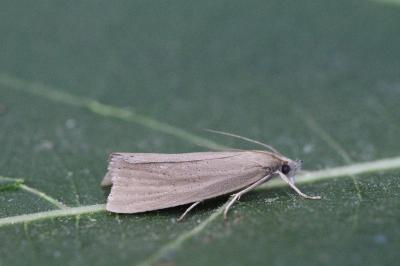 Chilo luteellus