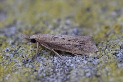 Chilo suppressalis