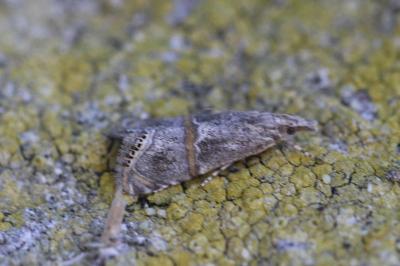 Euchromius ramburiellus