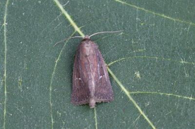 Lenisa geminipuncta