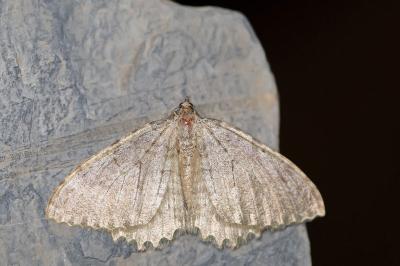 Triphosa sabaudiata