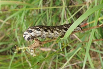 Proserpinus proserpina