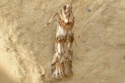 Pempelia alpigenella