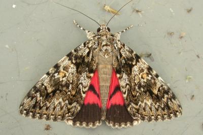 Catocala promissa