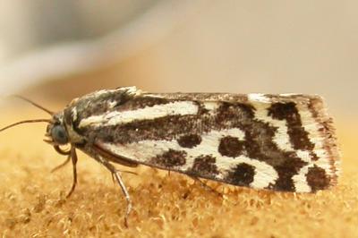 Emmelia trabealis