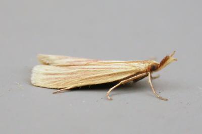Hypsotropa gallohispanicella