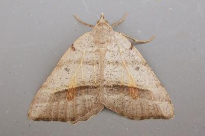 Macaria artesiaria