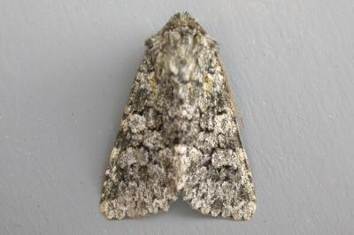 Hadena filograna