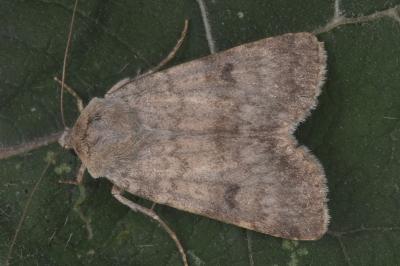 Standfussiana lucernea cataleuca