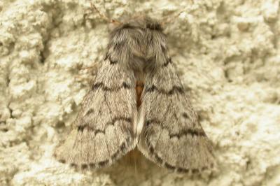 Thaumetopoea pityocampa